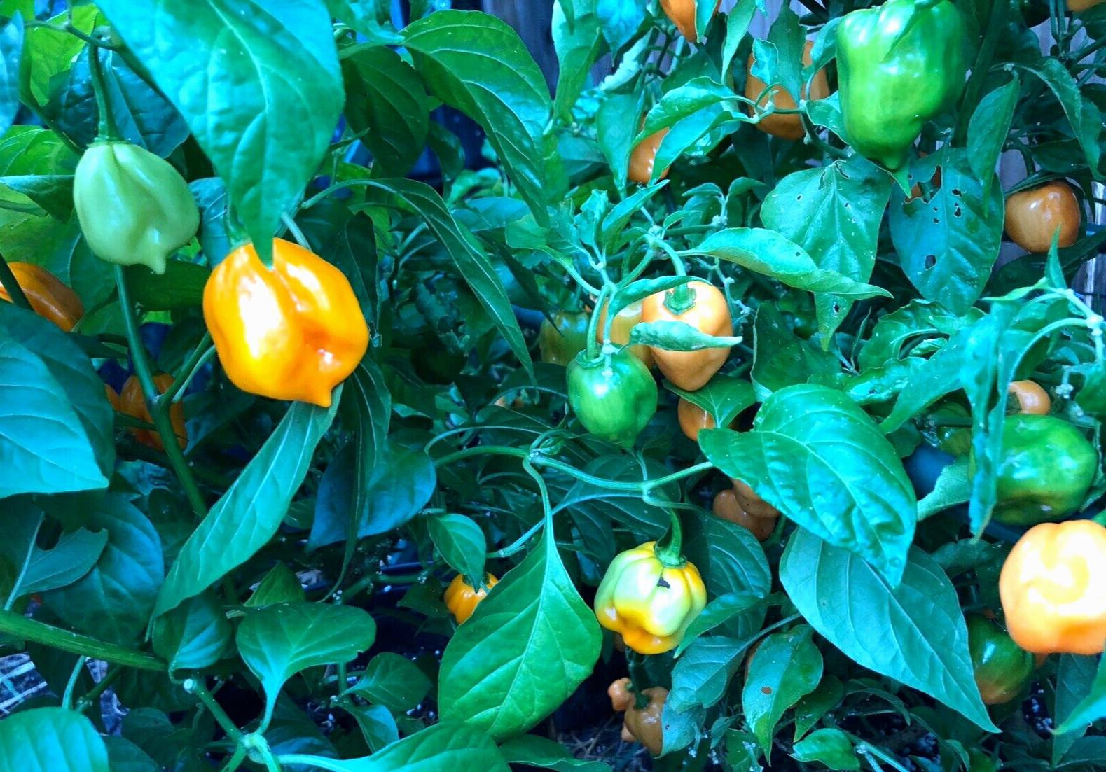 RARE✿ Spanish Orange Habanero Hot Pepper 15 Seeds ●Prolific