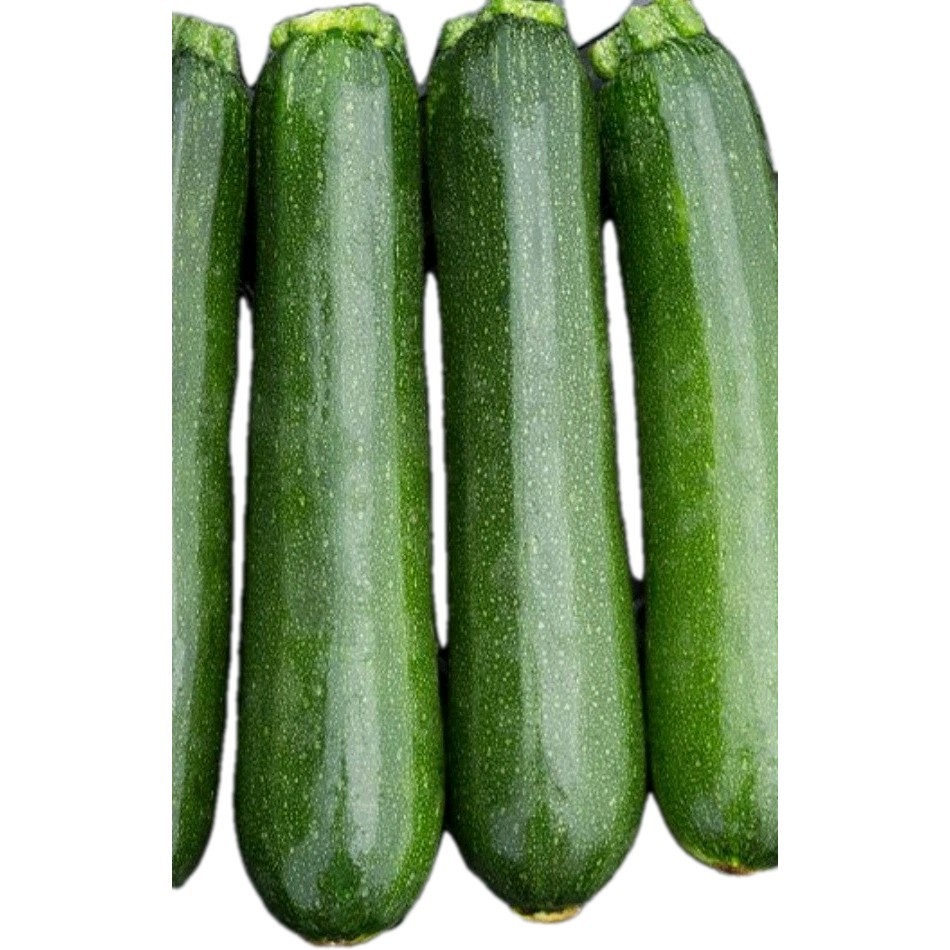 Green Machine Zucchini Squash Seeds Organic Non Gmo 10 Seeds