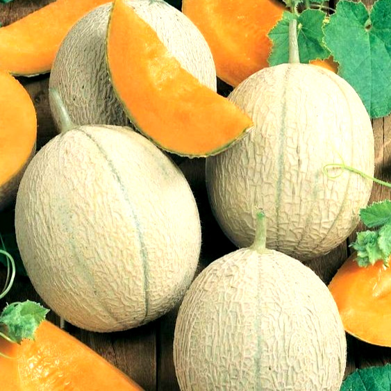 Hearts of Gold Melon Seeds 50 SEEDS NON-GMO BUY 4 ITEMS FREE SHIPPING!