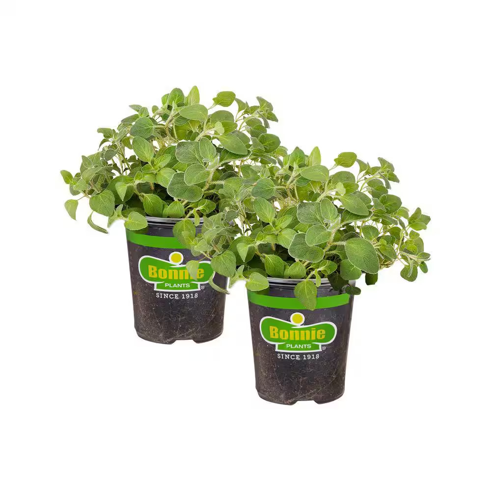 19 Oz. Italian Oregano Herb Plant (2-Pack) Free Ship NEW