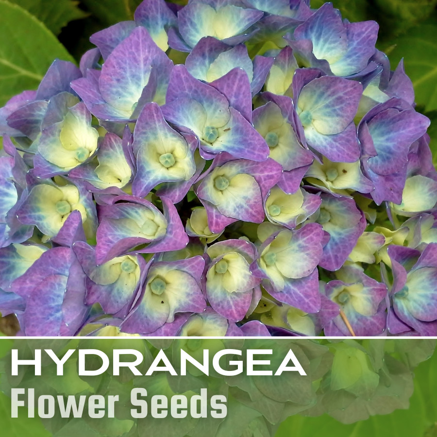 Bloomwonder Hydrangea Seeds 85 or 250 Seeds Flower, Flower Seeds, Non GMO