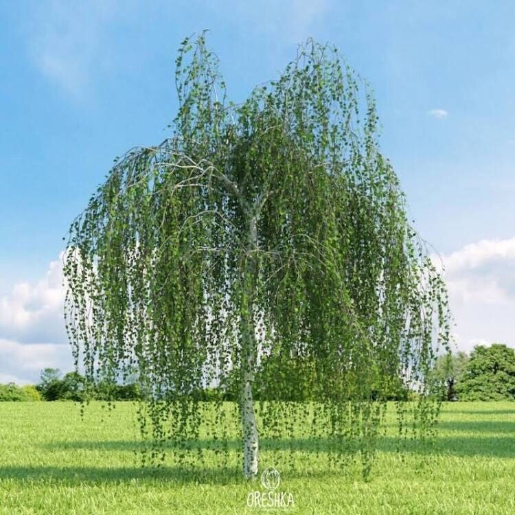 Weeping White Birch Tree – 1 Gram (500+ Seeds) 2023 – Yellow Leaves White Bark