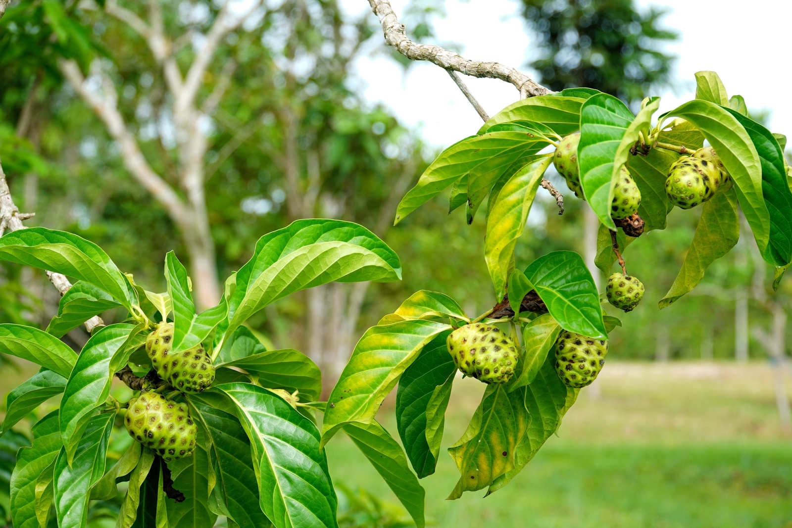 20 NONI Cheese Fruit Great Morinda Citrifolia Indian Beach Mulberry Shrub Tree S