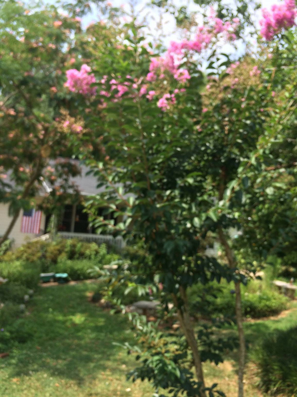 PINK Crepe Myrtle Seeds (Bush/Tree) Over 50 seeds USA Grown