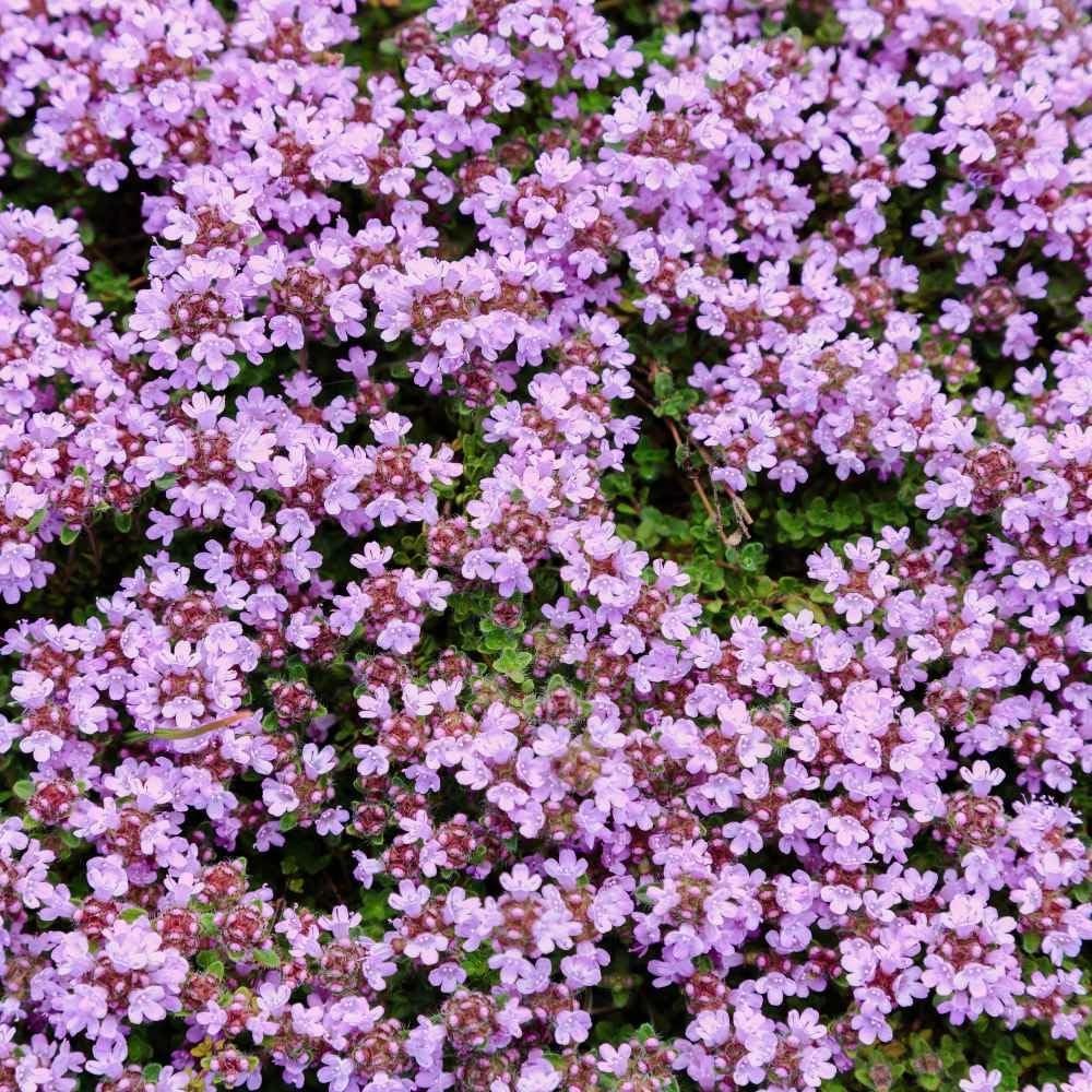 Easy-to-Grow Creeping Thyme Seeds – Fragrant Purple Flowers
