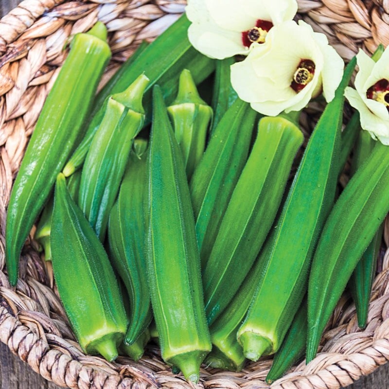 OKRA, Jambalaya Seed, Organic Heirloom NON-GMO, USA