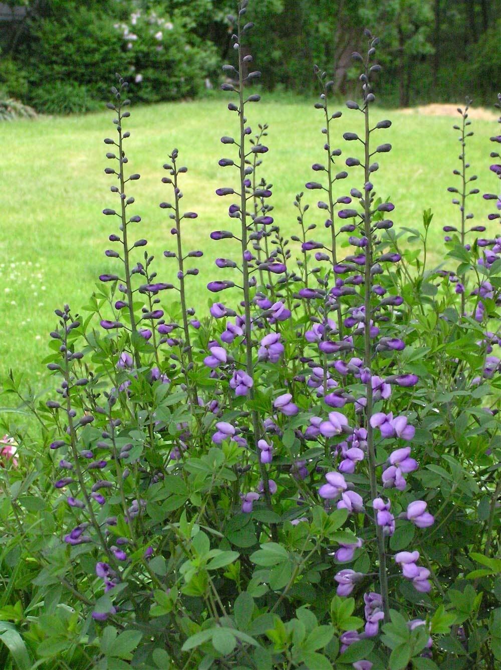 Baptisia australis | Blue Wild Indigo| Rattleweed | 5_Seeds