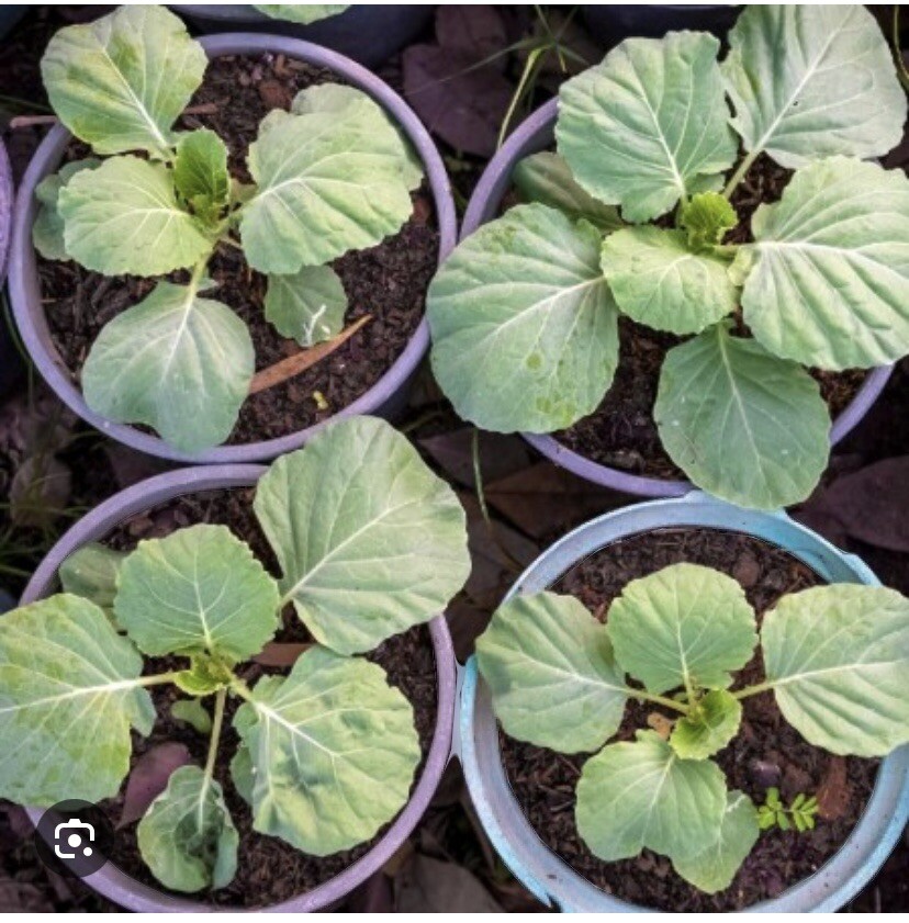 400+ GEORGIA COLLARD SEEDS (Brassica oleracea ) – Heirloom Vegetable Spring Fall
