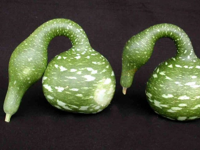 Gourd Seed: Speckled Swan Gourd Seeds Fresh Seed FREE SHIPPING!!!!