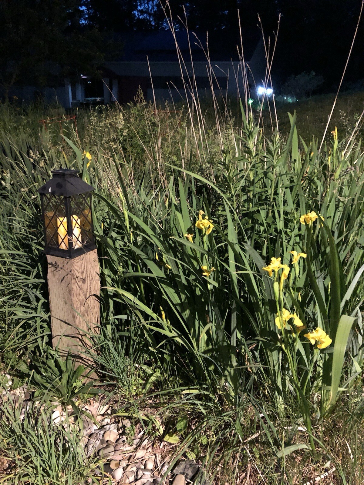 30 Yellow Iris Seeds