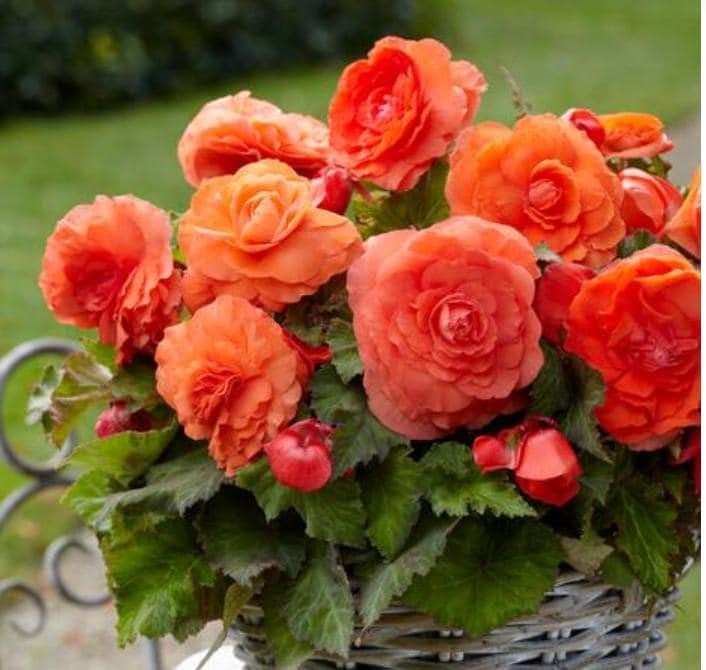 SALMON Begonia Superba Bulb – Top Size 5/6 cm