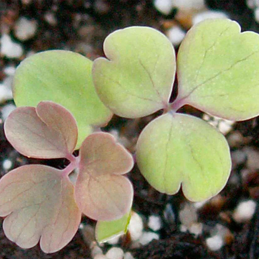 Giant Star, Mckana’s Columbine Seeds For Planting (Aquilegia caerulea)