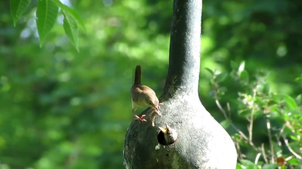 Gourd Birdhouse Bottle Great Heirloom Vegetable By Seed Kingdom 15 Seeds