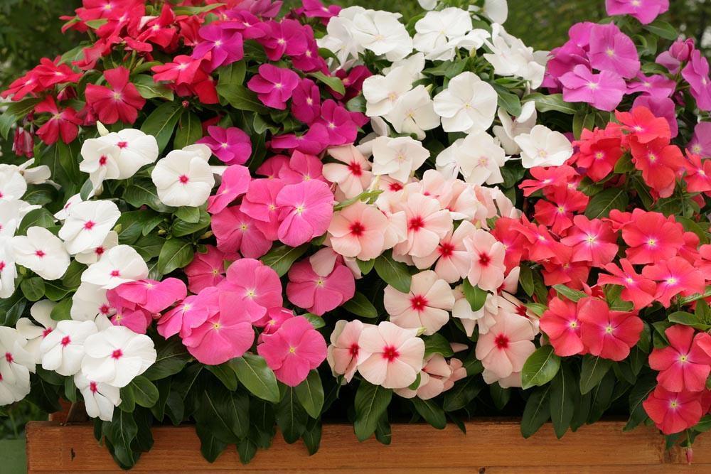 Vinca Seeds Logro Mix 25 Seeds Flower Seeds