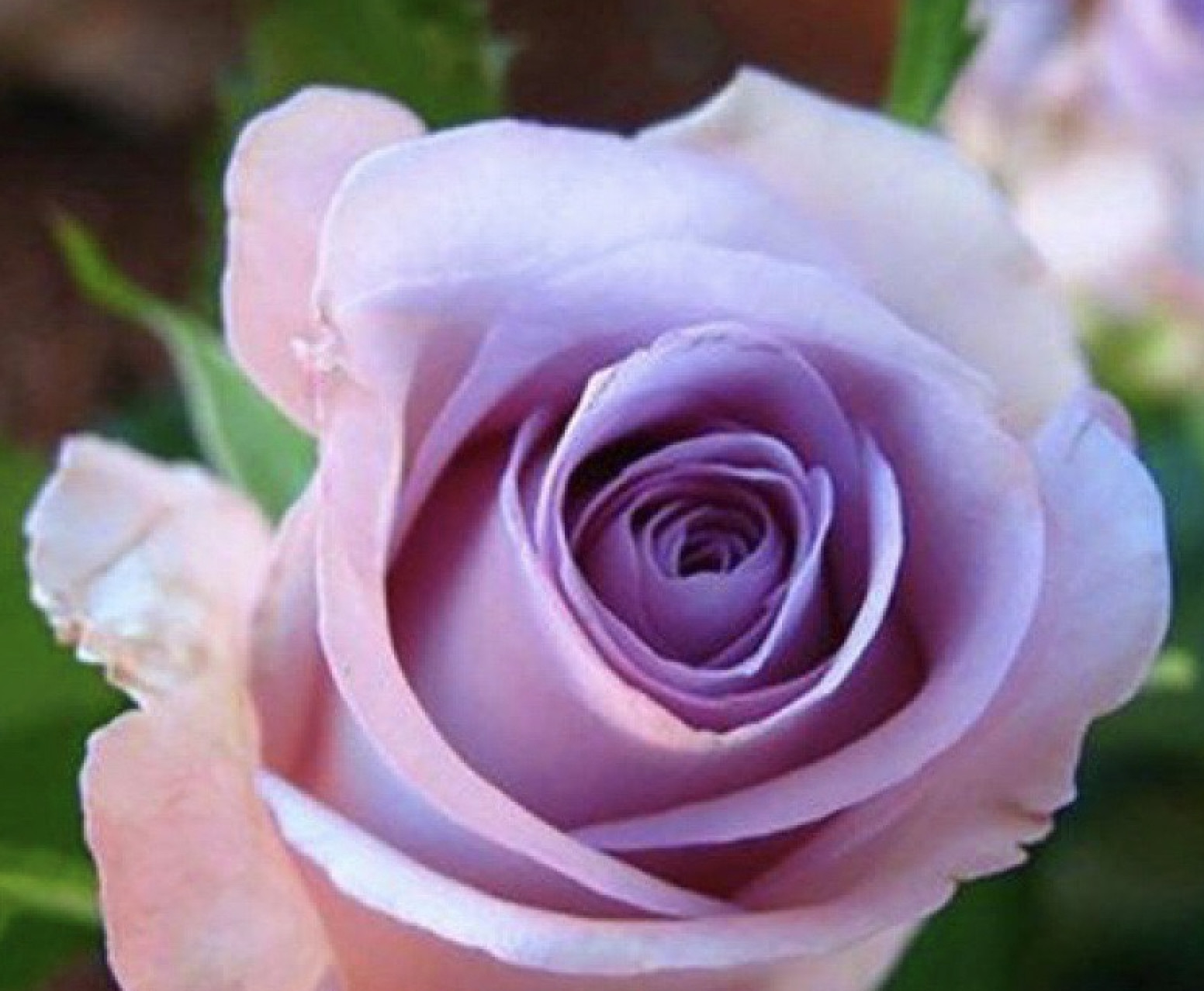 20 CLASSIC STYLE ROSE SEEDS home garden flower plant bush diy Rosas hybrid tea