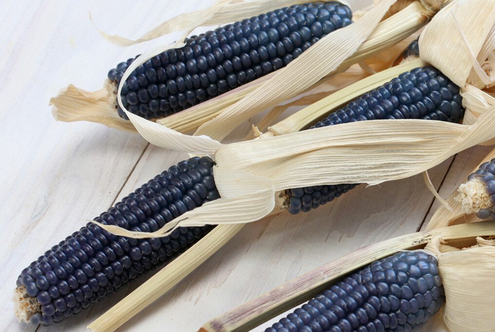 50+ Blue Hopi Corn Seeds, Native American Zea Mays, Fresh for Your Garden