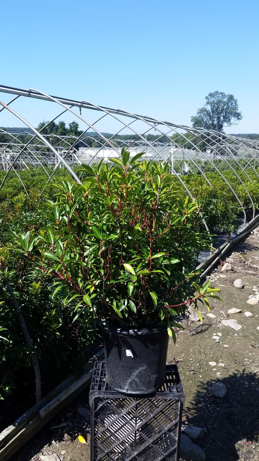 Kalmia LAT. ‘Kaleidoscope’ (Mountain Laurel) Evergreen, red w/White, #3 – Siz…