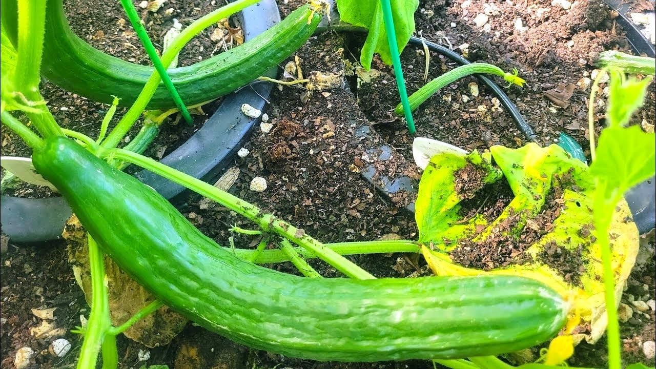 TomorrowSeeds – English Telegraph Improved Burpless Cucumber (English Cucumber)