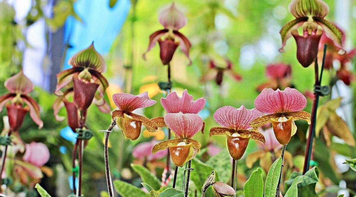 Multi-Colored Lady’s Slipper Orchid Seeds ~ Lady Slipper Orchids ~ Unique ~RARE