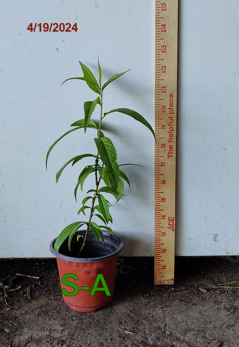 1 (ONE) Starter Plant of “ZEE LADY” PEACH FRUIT TREE (seedling) 7-12″ Tall