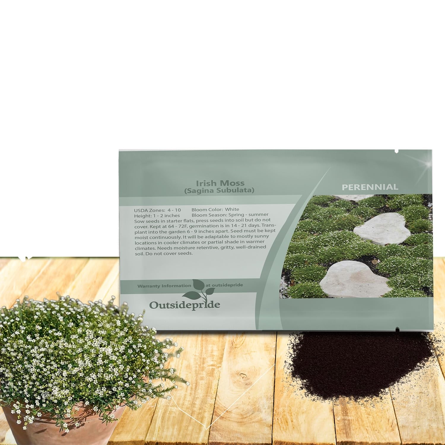Irish Moss Ground Cover Seeds 10000 Pcs Perennial Low Growing, MatForming La…