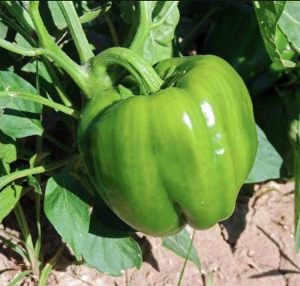 California Wonder 300 TMR Bell Pepper Seeds (Capsicum annuum) – 100+ Heirloom…