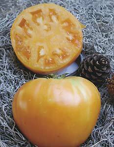 Tomato Oxheart Orange 250 seeds