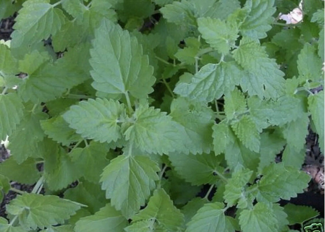 100 CATNIP Seeds CATSWORT Herb Medicinal Magic CATMINT NON GMO ORGANIC Garden