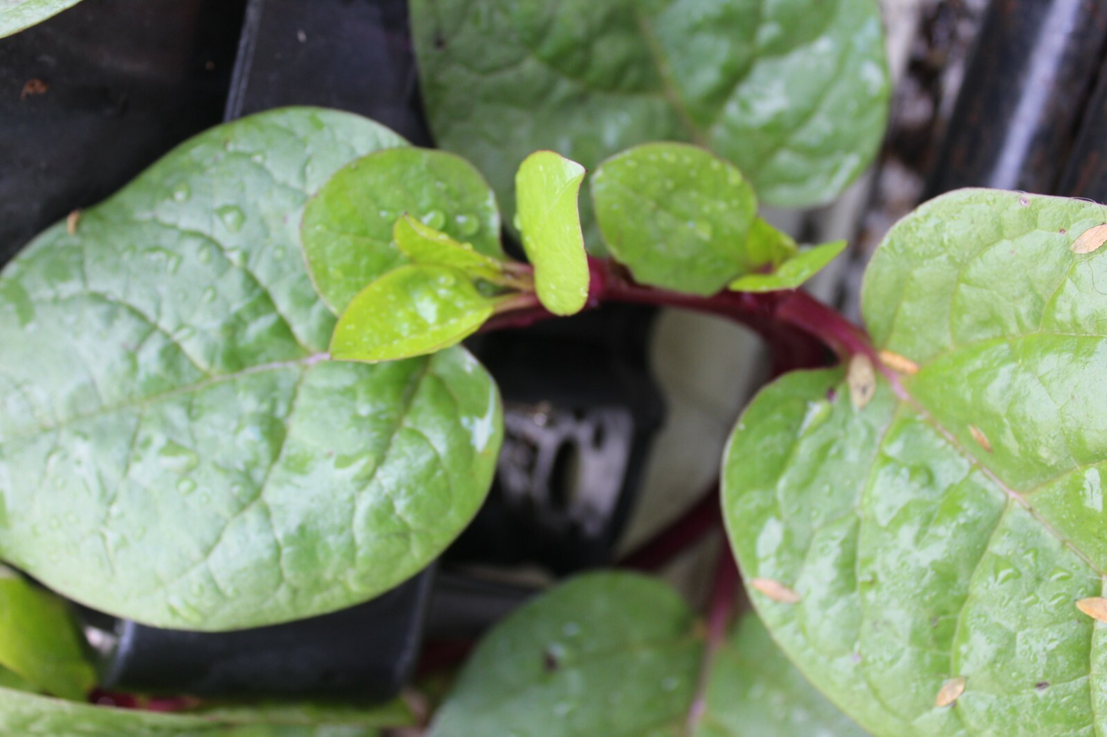 Basella rubra 20 seeds Indian Malabar Spinach -Seed Pack- Read Description