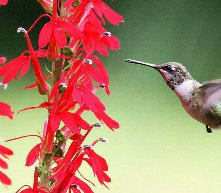 5 Red Cardinal Flower Roots/Root Systems – (Lobelia cardinalis)