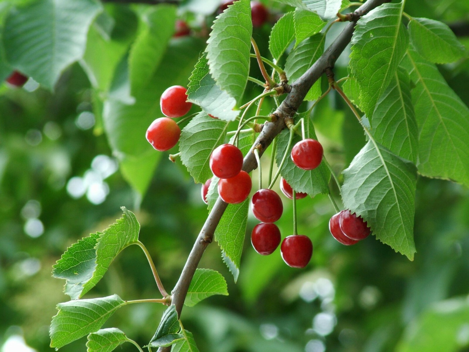 Prunus Avium (Wild Sweet Cherry) 1-2 year old plant rooted, bare root