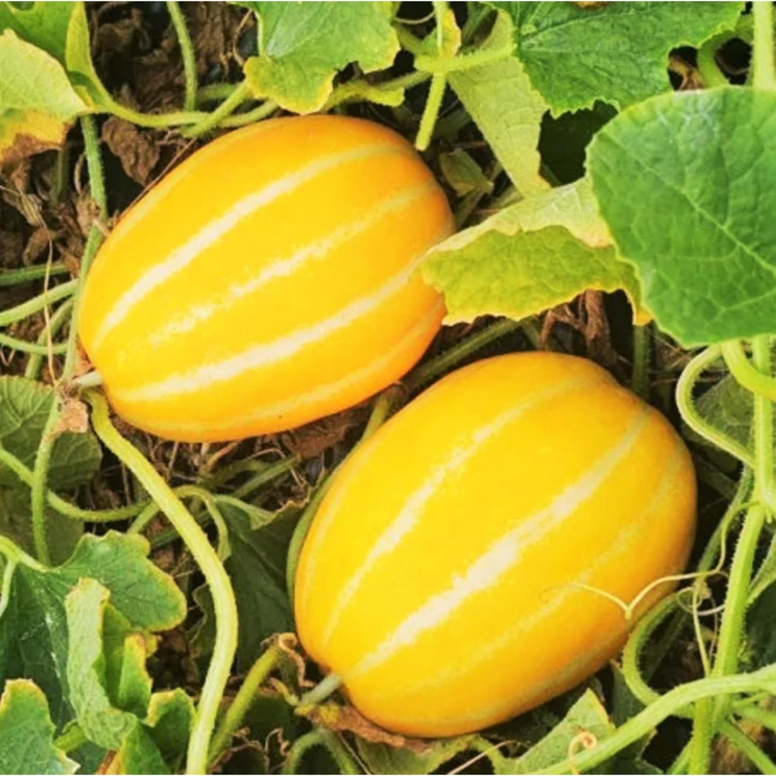 120 Korean Melon Seeds – Crisp Yellow Asian Melon for Sweet Summer Harvest