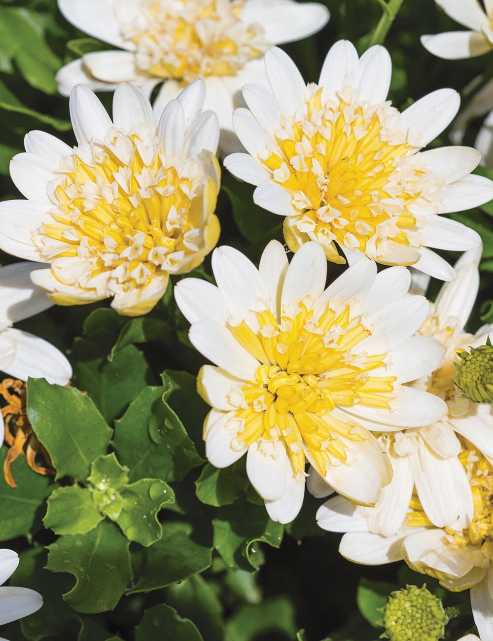 50+ Yellow & White 3D Cape Daisy Seeds for Garden – USA – FREE SHIPPING!