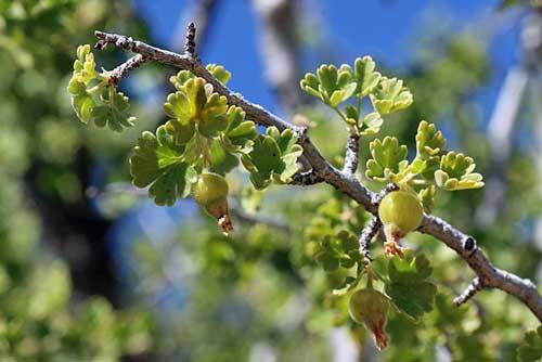 Ribes cereum | Squaw, Wax , or Western Red Currant | 10 Seeds