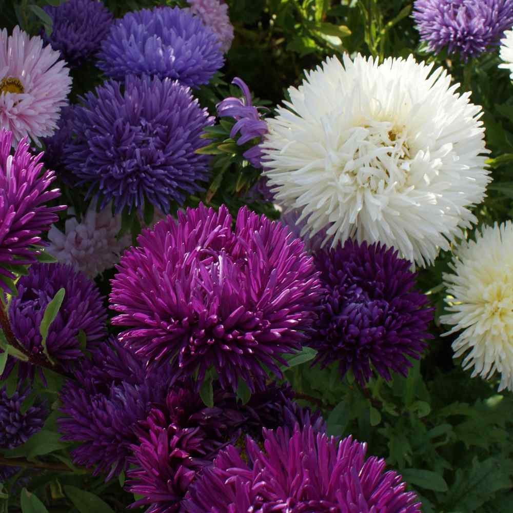 2000 Seeds Aster Seed – Aster Callistephus Gremlin Flower Seed Mix