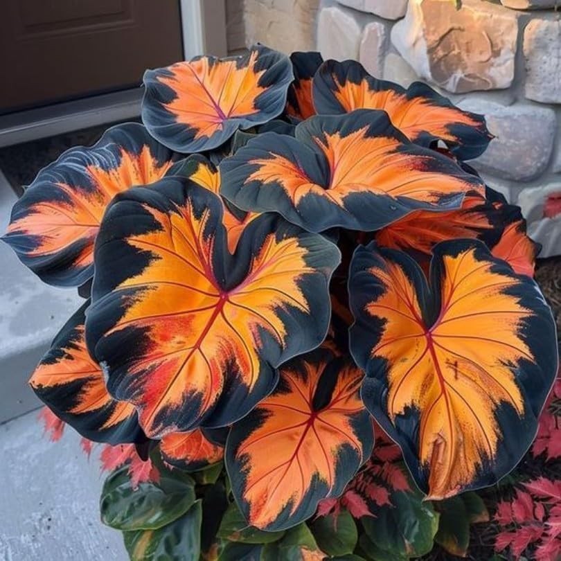 100+ Hosta Seeds for Planting Outdoors, Mixed Color Rare Flower Seeds, Shade …