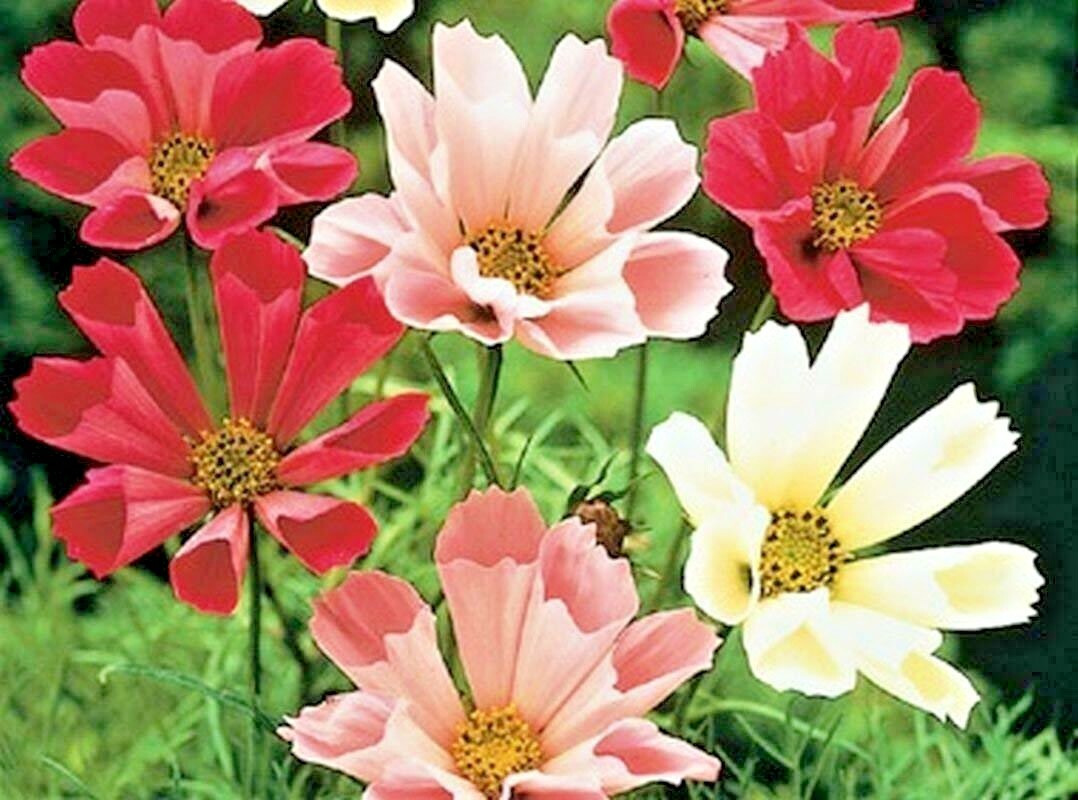 300+COSMOS SEASHELLS Mix Seeds Wildflower Heat Drought Poor Soils Pollinators