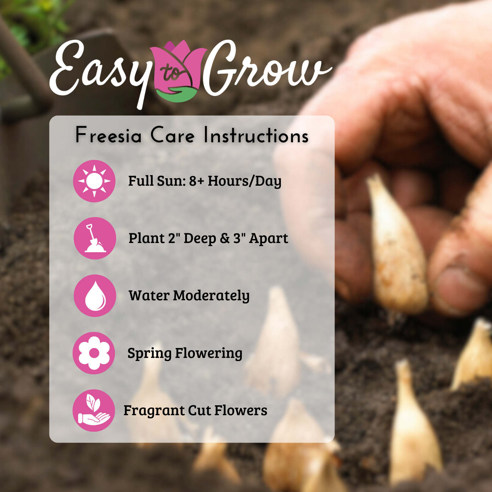 Easy to Grow Freesia Single Blue 15 Plant Bulbs, Spring Flowers Zones 9-11