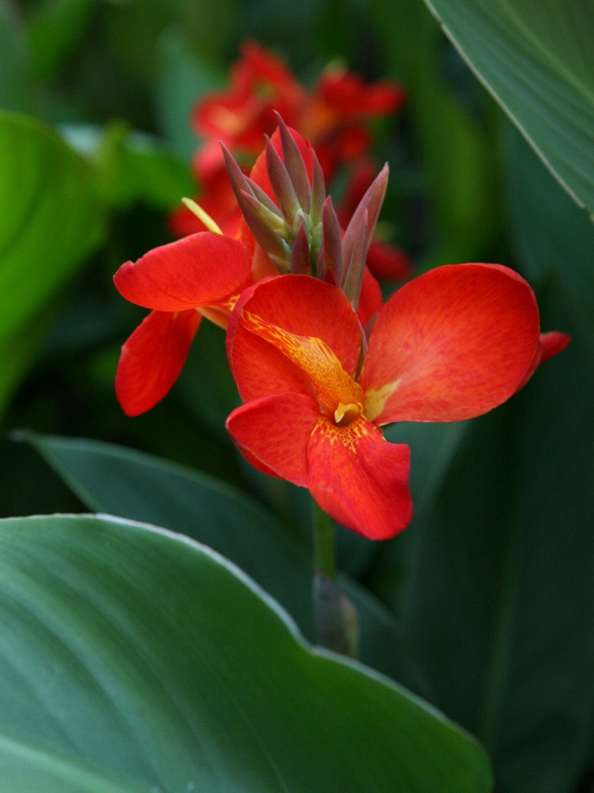 100 Canna ‘South Pacific Scarlet’ viable seeds