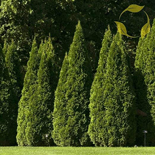 40 Oriental Arborvitae Tree Seeds for Planting – Platycladus orientalis