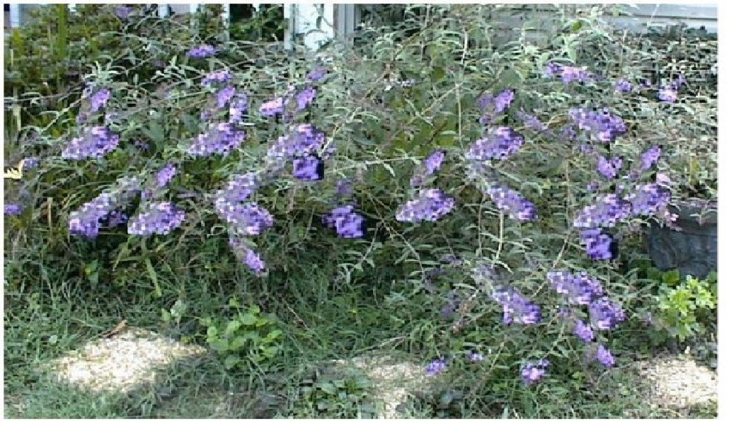 Lilac Lavender Butterfly Bush Over 100 Seeds USA Seller