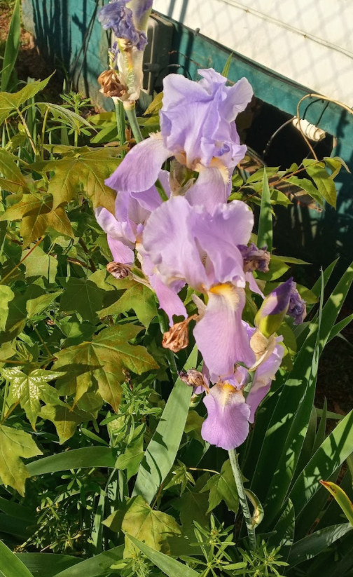 4 light purple iris bulbs dug when ordered