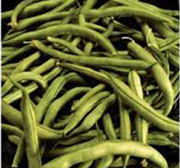 BEAN SEED, COMMODORE BUSH, HEIRLOOM, 100+ SEEDS, NON GMO, GREEN BEANS