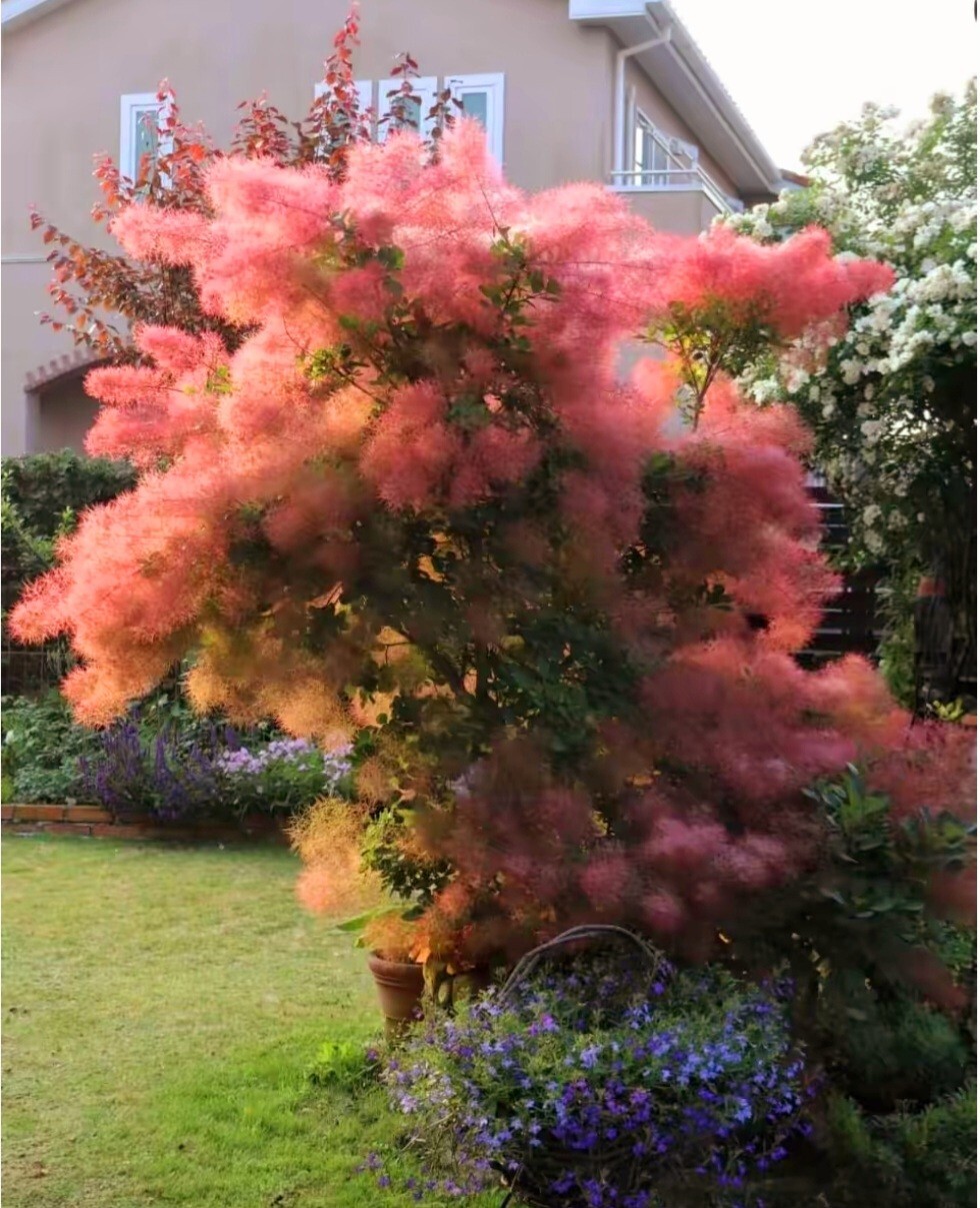 120 Seeds Dwarf Smoketree Royal Purple Tree Rare flowering Cotinus coggygria