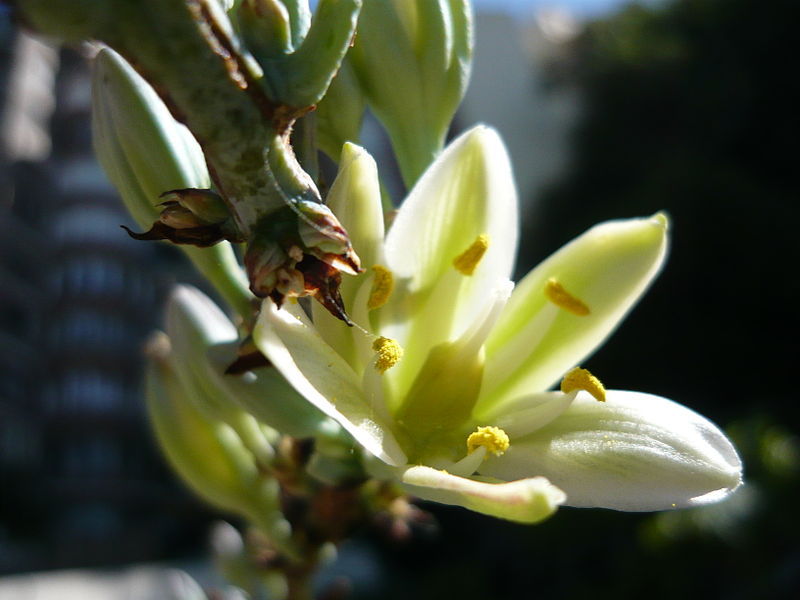 Giant Swordflower, Hesperaloe Funifera, White / Yellow Flowers (35 Seeds)