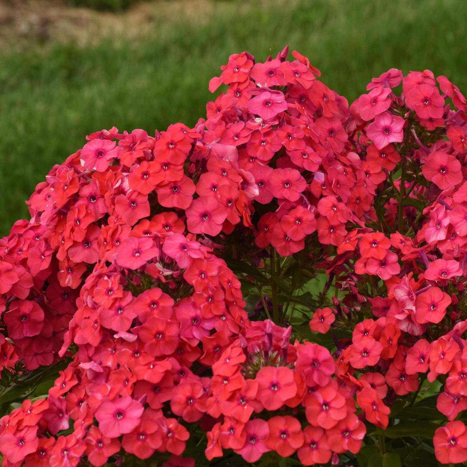 100+ Sunset Coral Phlox Seeds for Garden Planting – USA – FREE SHIPPING!