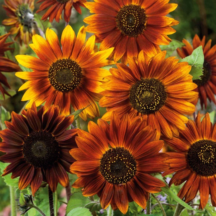 Earthwalker Sunflower – Pack 25 Seeds – Annual Vibrant Blooms Flower