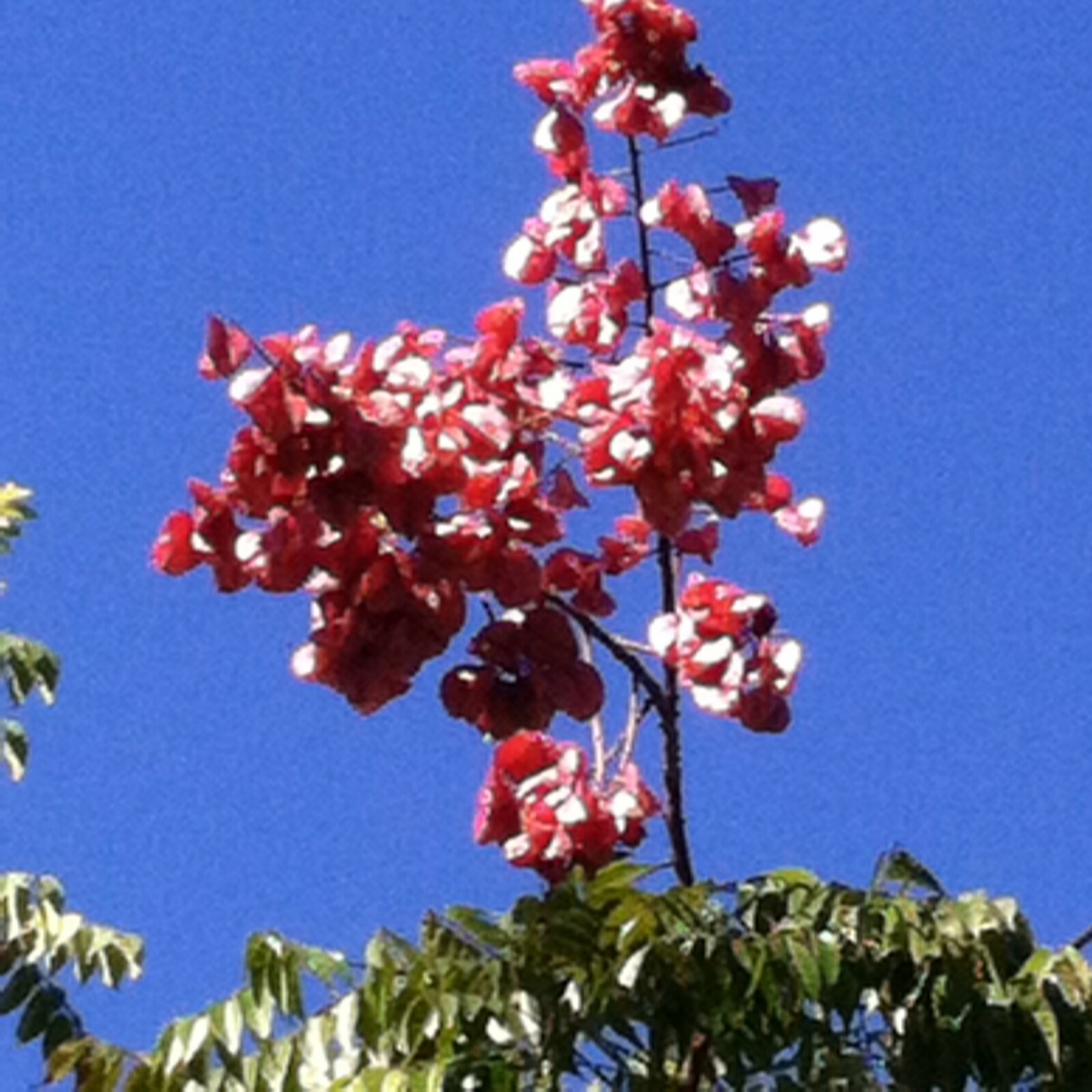 Koelreuteria bipinnata, Chinese Golden Rain tree 10 seeds