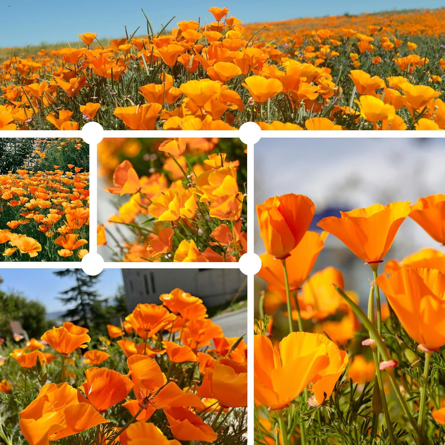 Orange California Poppy Seeds for Planting 0.35 Ounce Packet – Over