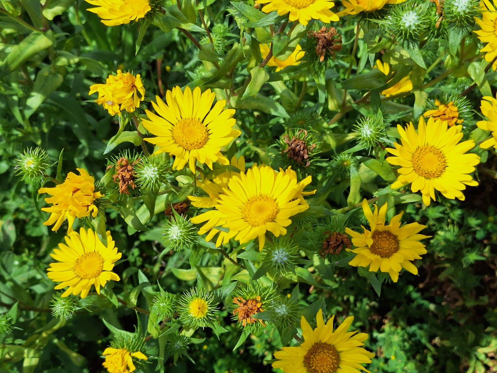 Puget sound gumweed, 200 seeds, Grindelia, medicinal herb, wildflower